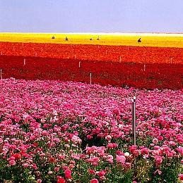 一超多强！《GTA6》、《生化危机9》等大作扎堆在2026年发售